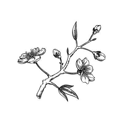 Sakura flower sketch. Cherry blossom vector illustration. Blooming tree branch drawing. Hand-drawn spring design element. NOT AI generated